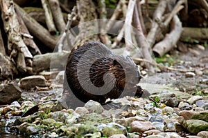North American Beaver