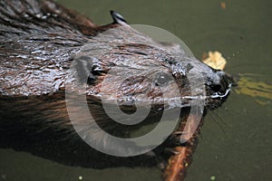 North american beaver