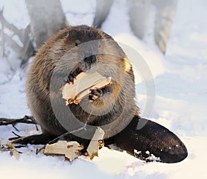 North American Beaver