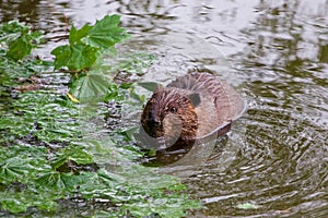 The North American beaver
