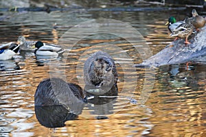 North American Beaver