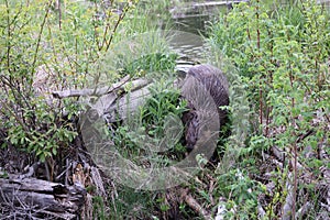 North American Beaver (Castor canadensis) Alberta Canada