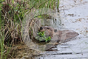 North American Beaver (Castor canadensis) Alberta Canada