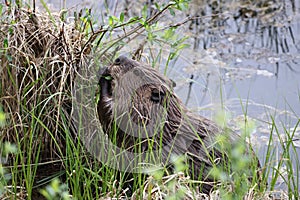 North American Beaver (Castor canadensis) Alberta Canada