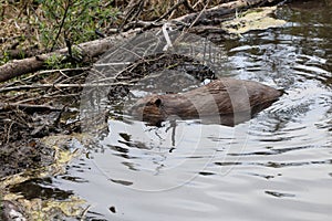 North American Beaver (Castor canadensis) Alberta Canada