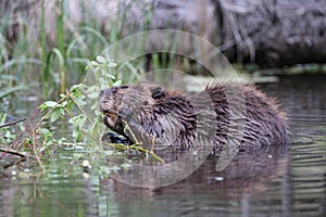 North American Beaver (Castor canadensis) Alberta Canada