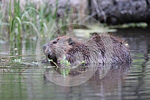 North American Beaver (Castor canadensis) Alberta Canada