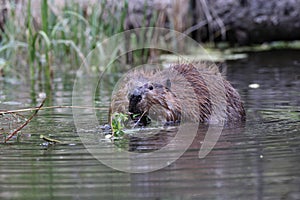 North American Beaver (Castor canadensis) Alberta Canada