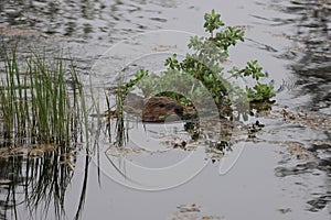 North American Beaver (Castor canadensis) Alberta Canada