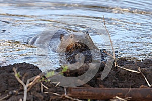 North American Beaver (Castor canadensis) Alberta Canada