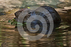 North American beaver Castor canadensis photo