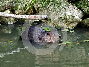 North American beaver Castor canadensis, Der Kanadische Biber oder Amerikanische Biber or Kanadski bober - Zoo Ljubljana