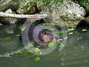 North American beaver Castor canadensis, Der Kanadische Biber oder Amerikanische Biber or Kanadski bober - Zoo Ljubljana