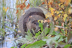 North American Beaver & x28;Castor canadensis& x29; eating,  Alaska