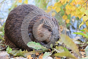 North American Beaver & x28;Castor canadensis& x29; eating,  Alaska