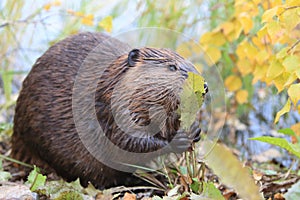 North American Beaver & x28;Castor canadensis& x29; eating,  Alaska