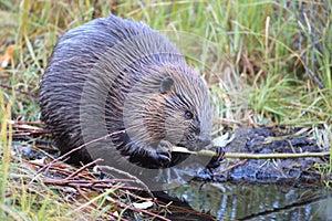 North American Beaver & x28;Castor canadensis& x29; eating,  Alaska