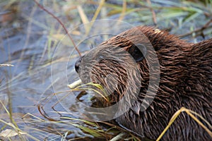 North American Beaver & x28;Castor canadensis& x29; eating,  Alaska