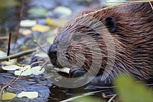 North American Beaver & x28;Castor canadensis& x29; eating,  Alaska