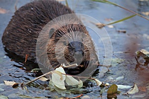 North American Beaver & x28;Castor canadensis& x29; eating,  Alaska