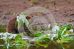 North American Beaver Castor canadensis Kit Appears to Fish in