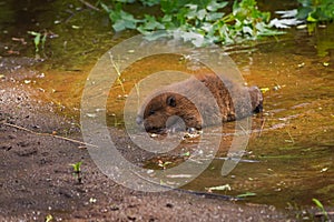 North American Beaver Castor canadensis Kit Crawls To Waters E