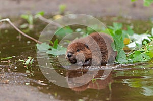 North American Beaver Castor canadensis Kit With Leaves Reflections Summer