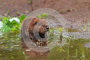 North American Beaver Castor canadensis Kit Looks Up Leaves Reflections Summer