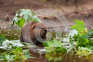 North American Beaver Castor canadensis Kit Looks Up From Water Summer