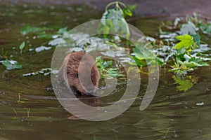 North American Beaver (Castor canadensis) Kit Looks Into Water