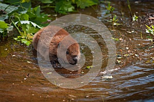 North American Beaver Castor canadensis Kit Moves Forward in Shallow Water Summer