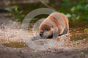 North American Beaver Castor canadensis Kit Nose to Ground Summer