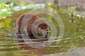 North American Beaver Castor canadensis Kit Reflected in Water