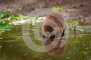 North American Beaver Castor canadensis Kit Reflected in Water Summer