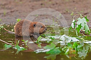North American Beaver (Castor canadensis) Kit Sits in Water