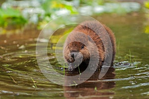 North American Beaver Castor canadensis Kit Stands in Water