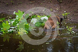 North American Beaver Castor canadensis Kit Steps Into Water Summer
