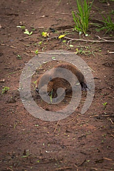 North American Beaver Castor canadensis Kit Strides Forward Summer