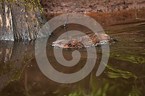 North American Beaver Castor canadensis Kit Swim Left Past Wood Summer