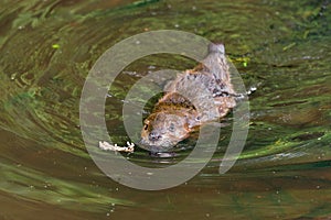 North American Beaver (Castor canadensis) Kit Swims Forward