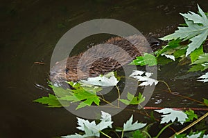 North American Beaver Castor canadensis Kit Swims Past Leaves