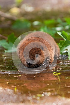 North American Beaver Castor canadensis Kit Wades Forward Through Shallow Water Summer