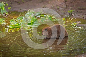 North American Beaver Castor canadensis Kit Wades Left Into Wa