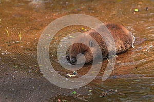 North American Beaver Castor canadensis Kit Wades Into Shallow Water Summer