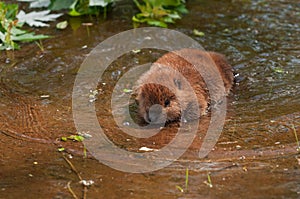 North American Beaver Castor canadensis Kit Wades Through Water Summer