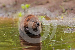 North American Beaver Castor canadensis Kit Water Drips Off Fa photo