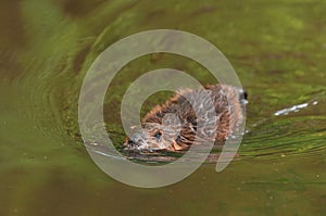 North American Beaver Castor canadensis Swims Through Water
