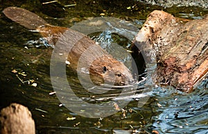 North American Beaver Castor Canadensis Wild Animal Swimming Dam