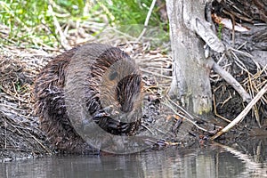 North American Beaver Cleaning Itself