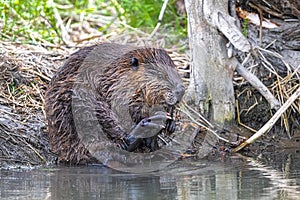 North American Beaver Cleaning Itself